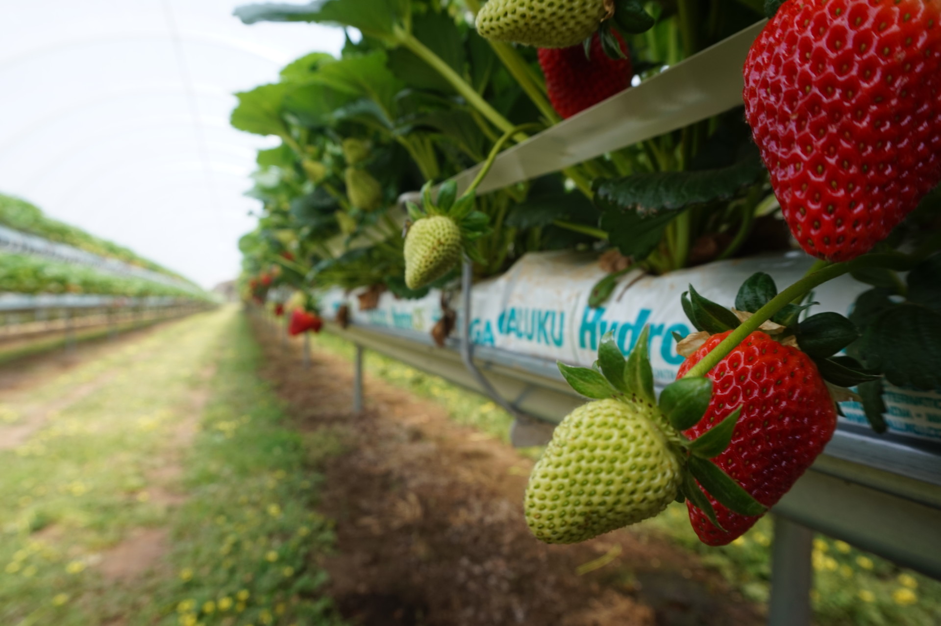 Strawberries Forest Hill Farms