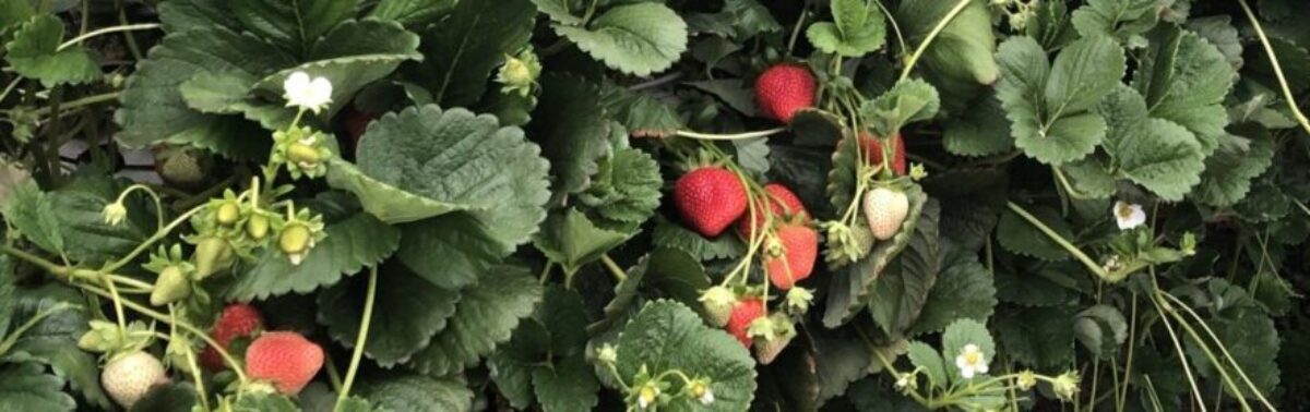 FOREST HILL FARMS